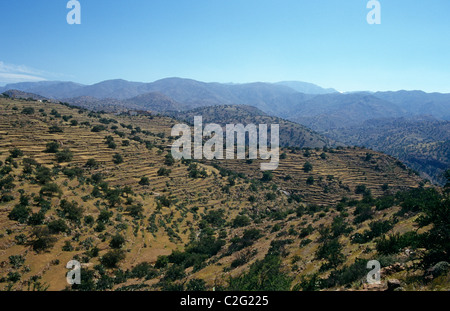 Colline terrazzate Marocco Foto Stock