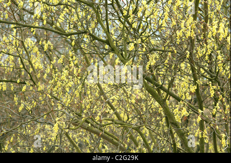 Spike inverno hazel fiori close up Corylopsis spicata Foto Stock