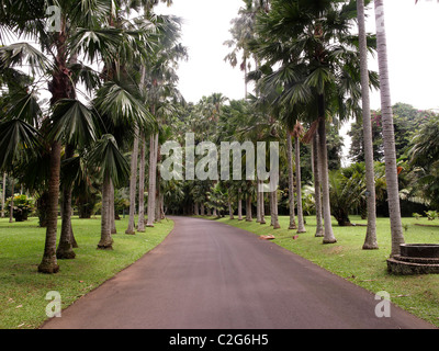 Giardino Botanico Bogor, Indonesia, Marzo 2011 Foto Stock