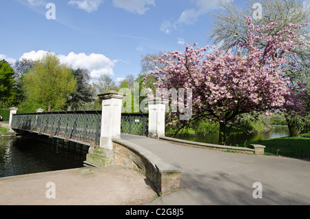 Ponte di fiori di ciliegio Regent's Park a Camden London Regno Unito Foto Stock