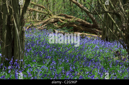 Bluebells in un'ombra di un legno di Surrey in primavera Foto Stock