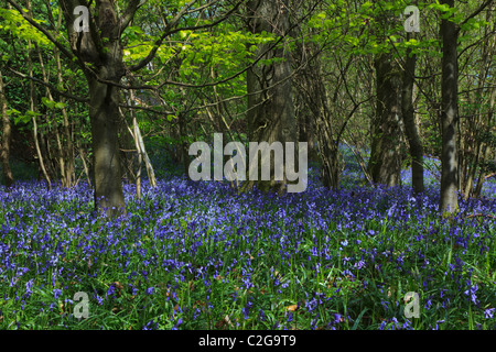 Bluebells in un'ombra di un legno di Surrey in primavera Foto Stock