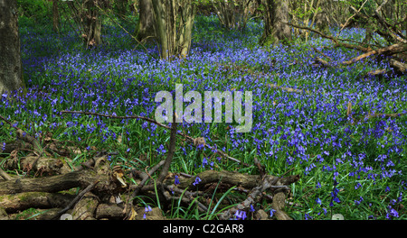 Bluebells in un'ombra di un legno di Surrey in primavera Foto Stock