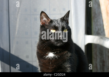 un-gatto-nero-con-una-piccola-
