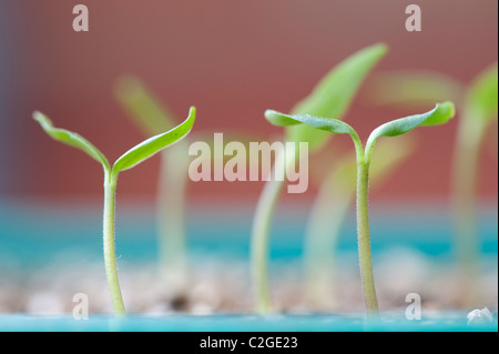 Il Capsicum annuum. Arancio pepe baby piantine Foto Stock