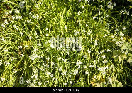Tre monopolizzato il porro Allium triquetrum fiori isola Sark Isole del Canale Foto Stock