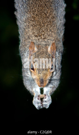 Un gray squirrel pendente da un ramo di albero di mangiare i dadi al di fuori di un uccello alimentatore. Foto Stock