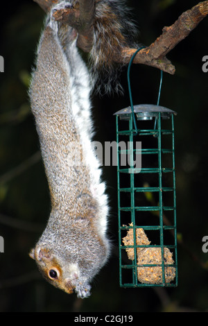 Un gray squirrel pendente da un ramo di albero di mangiare i dadi al di fuori di un uccello alimentatore. Foto Stock