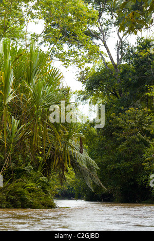 Fiume Cuzutca in Ecuador circa 30Km Se di Puyo città ecuadoriana nel bacino amazzonico Foto Stock