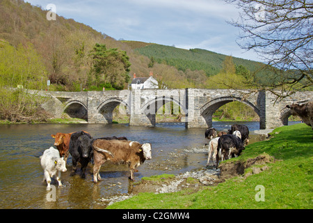 Vacche fare il bagno nel fiume Dee con il vecchio ponte di pietra sul fiume a Carrog. Il Galles del Nord. Foto Stock