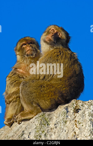 Barbary Macaque (Macaca sylvanus). Gibilterra, Regno Unito Foto Stock