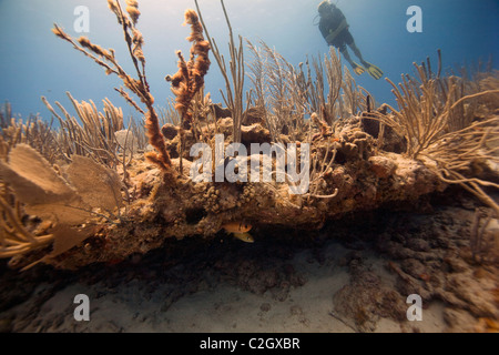 Un subacqueo nuota su un letto di coralli molli in mare dei Caraibi vicino a English Harbour, Antigua. Foto Stock