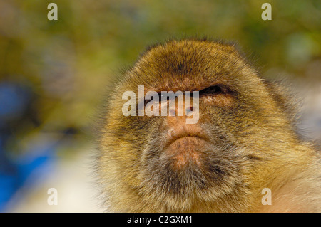 Barbary Macaque (Macaca sylvanus). Gibilterra, Regno Unito Foto Stock