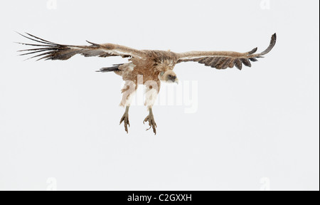 Grifone, Eurasian grifone (Gyps fulvus), adulto in volo, Pirenei, Spagna. Foto Stock