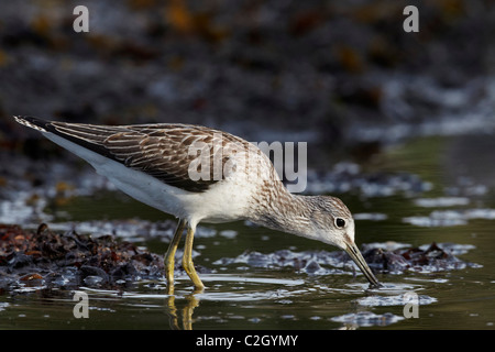 Greenshank (Tringa nebularia), Adulto rovistando in acque poco profonde. Foto Stock