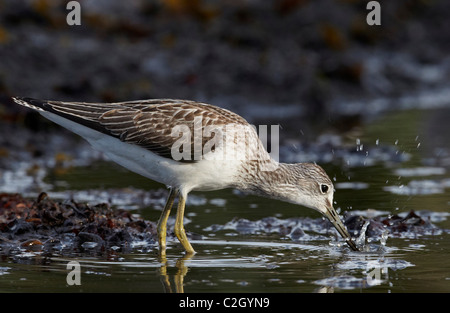 Greenshank (Tringa nebularia), Adulto rovistando in acque poco profonde. Foto Stock