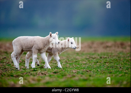 Appena nato agnelli bianchi giocare su un campo in erba nelle zone rurali campagna Devon, Regno Unito Foto Stock