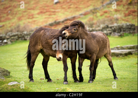 Exmoor pony giocare nella Valle delle rocce, Lynton, DEVON REGNO UNITO Foto Stock