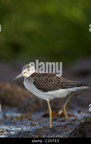 Greenshank (Tringa nebularia), Adulto rovistando nelle alghe marine. Foto Stock