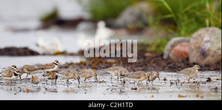 Il novellame di nodi (Calidris canuta), Dunlins (Calidris alpina) e inanellato Plovers (Charadrius hiaticula) rovistando in acqua poco profonda Foto Stock