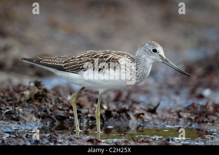 Greenshank (Tringa nebularia), Adulto rovistando nelle alghe marine. Foto Stock