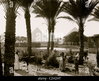 Tipi e agricoltura. Campi di mais & palmgrove, piramidi visto attraverso le palme Foto Stock