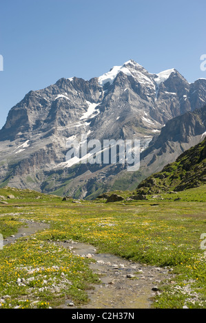 Un torrente di montagna che scorre attraverso una montagna di prato, Lauterbrunnental, Svizzera Foto Stock