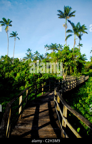 Le palme in 289 acri di Royal Palm preservare sulla grande Morass, vicino a Negril, Westmoreland, Giamaica Foto Stock