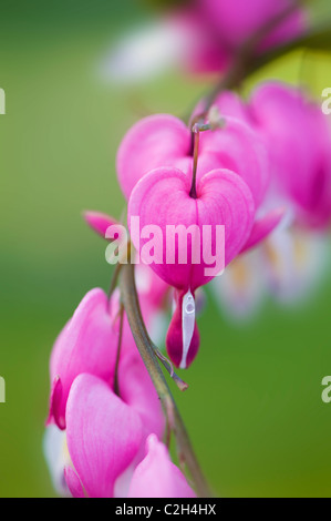 Lamprocapnos spectabilis, Dicentra Spectabilis - Cuore di sanguinamento, ama giace lo spurgo fiori di colore rosa Foto Stock