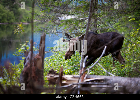 Alci nella foresta, Jacques Cartier National Park, Quebec, Canada Foto Stock