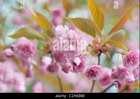 La molla di fiori di ciliegio - Prunus Kanzan Foto Stock