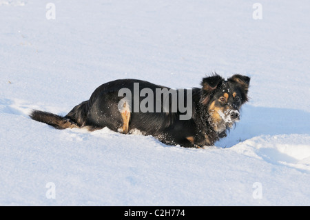 Pastore australiano cane nella neve Foto Stock