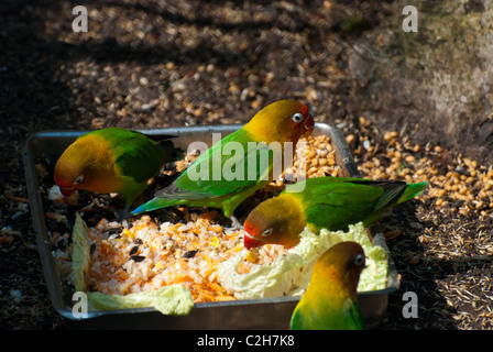 Pesca di fronte innamorati Agapornis roseicollis Foto Stock