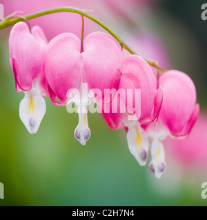 Lamprocapnos spectabilis, Dicentra Spectabilis - Cuore di sanguinamento, ama giace lo spurgo fiori di colore rosa Foto Stock