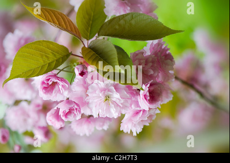 La molla di fiori di ciliegio - Prunus Kanzan Foto Stock