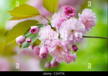 La molla di fiori di ciliegio - Prunus Kanzan Foto Stock