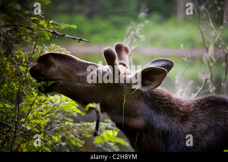 Alci nella foresta, Jacques Cartier National Park, Quebec, Canada Foto Stock