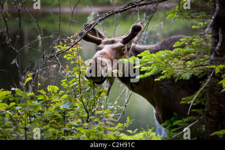 Alci nella foresta, Jacques Cartier National Park, Quebec, Canada Foto Stock