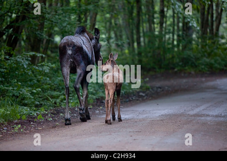 Alci nella foresta, Jacques Cartier National Park, Quebec, Canada Foto Stock