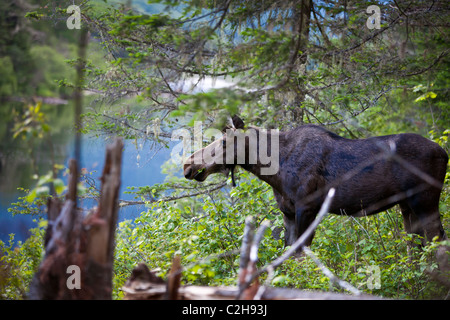 Alci nella foresta, Jacques Cartier National Park, Quebec, Canada Foto Stock