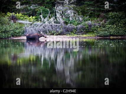 Alci nella foresta, Jacques Cartier National Park, Quebec, Canada Foto Stock