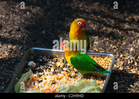 Pesca di fronte innamorati Agapornis roseicollis Foto Stock