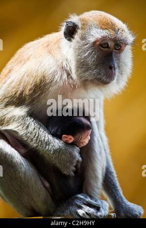 Una scimmia e il suo bambino Foto Stock