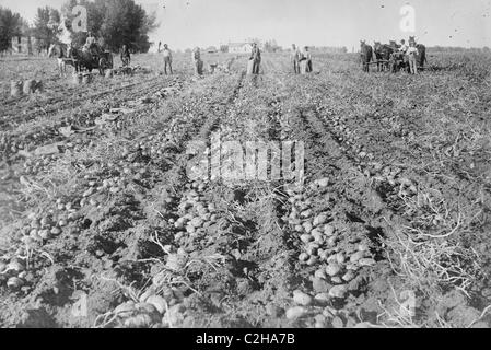 La raccolta in campo di patate, Colorado Foto Stock