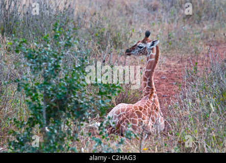 I giovani Giraffa Rothschild vitello, camelopardalis Giraffa Rothschild, Giraffe Manor, Nairobi, Kenya, Africa Foto Stock