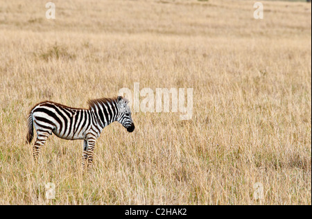 La Burchell Zebra puledro, Equus quagga burchellii, il Masai Mara riserva nazionale, Kenya, Africa Foto Stock