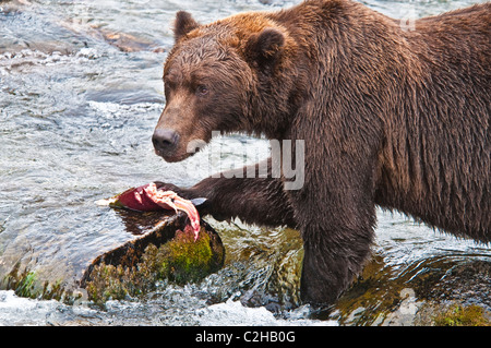 Orso grizzly, Ursus arctos horriblis, la cattura del salmone, fiume Brooks, Katmai National Park, Alaska, STATI UNITI D'AMERICA Foto Stock