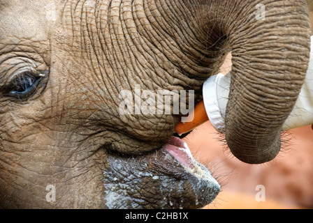 Elefante africano di vitello, Loxodonta africana, bere latte da una bottiglia, Sheldrick l'Orfanotrofio degli Elefanti, Nairobi, Kenya, Africa Foto Stock