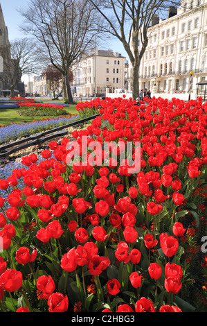 Splendido colore rosso brillante tulipani (nome latino tulipa), piazza Palmeria, Brighton e Hove distretto, East Sussex, England, Regno Unito Foto Stock