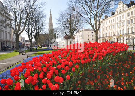 Splendido colore rosso brillante tulipani (nome latino tulipa), piazza Palmeria, Brighton e Hove distretto, East Sussex, England, Regno Unito Foto Stock